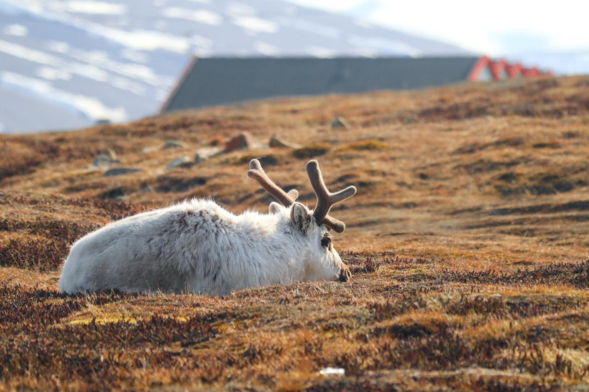 Radisson Blu Polar Hotel, Spitsbergen Longyearbyen Exterior foto